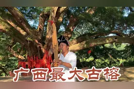 柳州三江侗族自治县发现广西面积最大，树龄最大，神秘参天古榕，视频封面