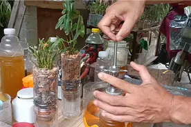 农人给室内水培石斛兰补充环保酵素液体肥，看他是如何操作（二）