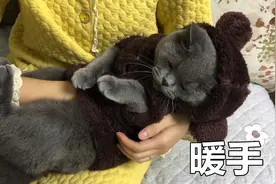 天冷了，养了多年的猫咪可以用来暖手了，活体热水袋了解一下？