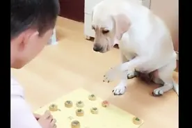 二货主人和狗狗下象棋，满满的套路，笑死人了，捂脸！视频封面
