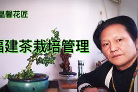 福建茶换盆基本知识掌握，盆景换盆再也不是难事视频封面