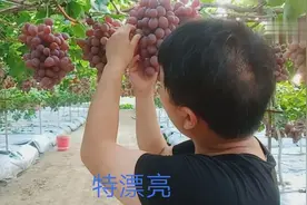 四川葡萄种植技术员，为什么这里葡萄这么贵，进货商抢着买？视频封面