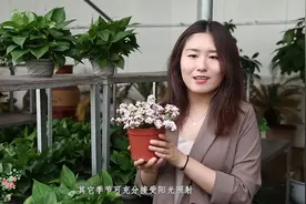 新手家庭花卉养护，及肥料的选择与方法，教你雅乐之舞种植方法！视频封面
