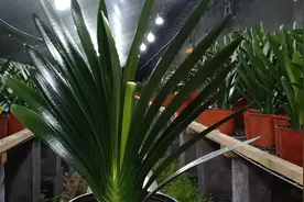 一招解决君子兰花盆小飞虫