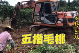 农村人工种植几十亩五指毛桃开始大丰收，看看种了二年半有大收获视频封面