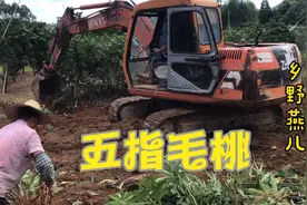 农村人工种植几十亩五指毛桃开始大丰收，看看种了二年半有大收获视频封面