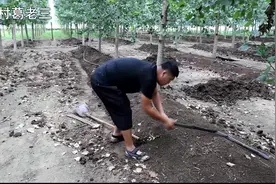 小伙养好几亩蚯蚓致富，月入过万，蚯蚓吃这些食物长得特别快视频封面