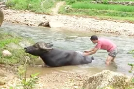 水牛陪伴小伙长大，他照顾水牛变老，没事就给它洗澡，爱护有加