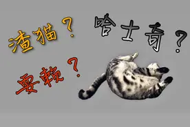 主人被这只猫逼疯了说:你走吧，我不要你了。这是为什么#作业#视频封面