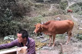深山养牛，又发现牛出现异常，第二次配种又失利了没怀上，不开心视频封面