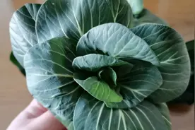 大健康食品，青菜的作用和功效大，绿色健康食品，菜价大涨也要吃