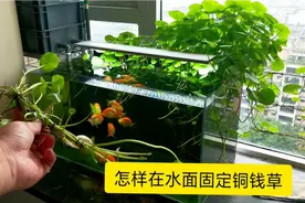 兰寿 生态鱼缸 第59集 详细讲解怎样在水面固定铜钱草视频封面