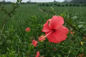 朱槿花开，它就是南宁市的市花，美不美等你来欣赏