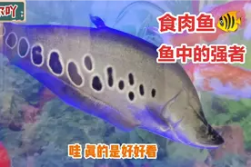 七星刀鱼凶猛的食肉鱼，还有漂亮的鹦鹉鱼，也叫开心鱼，自游自在