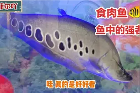 七星刀鱼凶猛的食肉鱼，还有漂亮的鹦鹉鱼，也叫开心鱼，自游自在视频封面