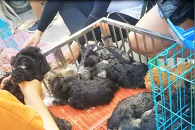 狗市上售卖的泰迪小狗，200块钱一只，顾客会买吗？视频封面