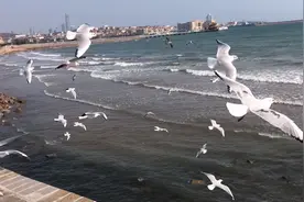 实拍青岛栈桥海鸥成群飞来飞去，等待喂食，疫情期间都饿瘦了