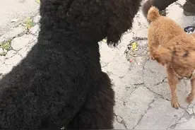 都是贵宾犬，大的叫巨贵，小的叫泰迪，两个相遇会发生什么状况呢视频封面