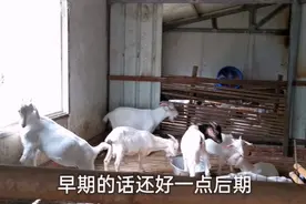 羊群大规模的流鼻涕，羊眼角多眼屎，流泪！可能是这个原因造成的视频封面