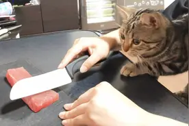 猫咪不爱吃鱼那是鱼不好，像这位主人用金枪鱼喂猫，没有不吃的视频封面