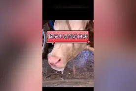 解决牛反刍吐白沫视频封面