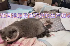 生了小猫母猫不管怎么办？母性不好的猫妈妈主人得全力帮助