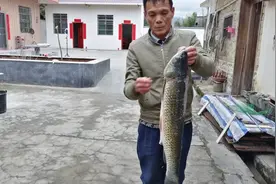 一回来爸爸就从鱼塘抓了一条10斤重的草鱼，看看花妹怎样煮好吃？