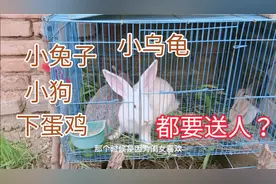 明天9.1开学了，家里的小动物都要送人，有没有人领养？