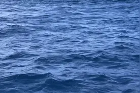 美丽的海豚港湾与人融为一体 内心平静又感动，请大家不要毁灭视频封面