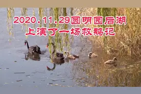 今日圆明园上演了一场救鹅记视频封面