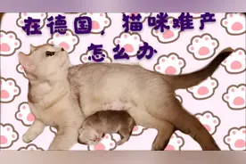 猫猫在家生崽意外难产怎么办？今天带你揭秘德国的宠物医院