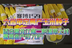 适合黑龙江第二积温带种植高产玉米种子，最高亩产1970斤，耐瘠薄视频封面