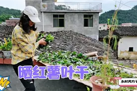 红薯叶干比新鲜的更好吃，芳子教你晒干小技巧，学会别再用来喂猪