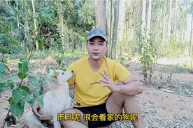 民间失传的挑狗好方法，教你挑一条性格温顺、看家本领强的好狗