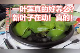 一叶莲真的好养么？新叶子一直在动，像跳舞一样！