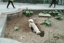 邻居家狗子徒手创坑，知道真象后泪目了？……视频封面