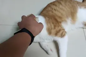 抓猫猫头的后果［危］