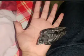 捡到一只小燕子，最近很多人捡到，看看怎么喂吧