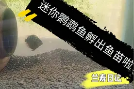 迷你鹦鹉鱼孵化出小鱼苗啦！请教什么时候可以喂食？在线等挺急的