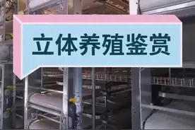 立体养殖鸡舍视频封面