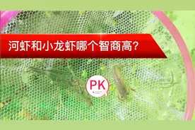 小龙虾和河虾哪个好吃大家都有自己的答案，这次是比一比智商高低视频封面