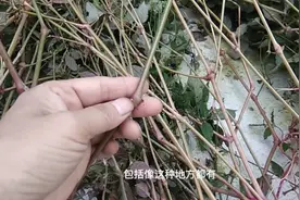 《神农本草经》中列为上品的牛膝原来还有这么多讲究视频封面