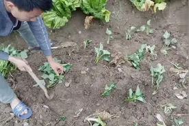红薯的种植方法-一根苗可以剪成几节苗-黄心苕种植方法视频封面