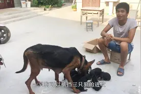 农村小伙家红犬产崽9只，九狗出一獒，找出品相好的那只瞅两眼！视频封面