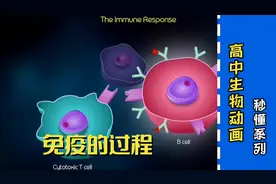 高中生物动画秒懂系列——免疫的过程
