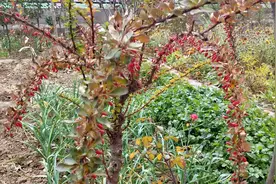 这个植物是小檗，果实红色，根药用。视频封面