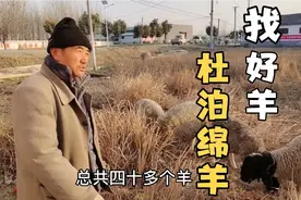 终于找到一个养杜泊串绵羊的，看看他的羊怎么样？繁殖率高吃手好视频封面