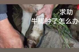 求助网友们，母牛和小牛脚都肿了，爷爷急得每天用香油给牛擦脚。视频封面