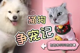 爱化妆的英短猫遇上三傻萨摩耶，大家不要错过一场猫狗争宠记哦。