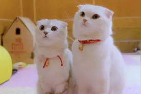 会说话的折耳喵：看着呆萌可爱的小猫咪，这小脑袋真是笨的出奇！